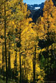 An overhead sun illuminates a stand of aspen along the Weehawken Trail.