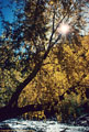 A natural asterism in an autumnn Cottonwood overhanging the San Miguel River.