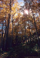 An aspen grove off the Fall Creek Road near Sawpit, is decorated by an asterism.