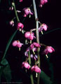 Pyrola, or Wintergreen from a boggy area along the Blaine Basin Trail.