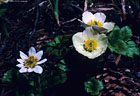 Marsh Marigold and Globe Flower on the Blue Lakes Trail in Sneffels Wilderness Area.