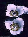 Mariposa Lilies, Weehawken Trail, off Camp Bird Road above Ouray.