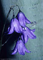 Harebells beside a silvery Aspen.  East Dallas Creek