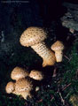 This toxic mushroom, Pholiota squarrosa, we often encountered along the Blue Lakes Trail.