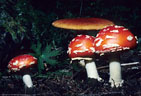 A group of 'Fly Agaric' Mushrooms (Amanita muscaria); toxic, but colorful.