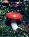 By the red cap, we guess this mushroom is Russula emetica.  Middle Blue Lakes Trail.