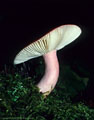 By the delicate rose-red stem, Russula rosacea.  Middle Blaine Basin Trail