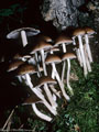 Mushroom group (Collybia ?) growing in Moss at the base of a tree.  Blue Lakes Trail