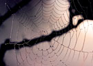 Cobweb in Fog, with Moisture Droplets - Western Slopes of  Tetakawi (Tetas de Cabra), Sonora, Mexico