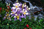 A streamside flower garden of Blue Colombine, Indian Paintbrush, and Bistort in Blaine Basin.