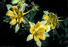 Flowering Long-spurred Columbine from a ledge above Fillmore Falls, Eastern Organ Mountains.