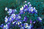 Bright Blue Columbine near South Mineral Creek Campground.