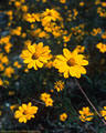 Flowering Composites such as these may sometimes be found in late Autumn along the Pine Tree Trail at Aguirre Springs.