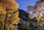 Cottonwood Trees in Fall Colors, among giant Sahuaros. - Sabino Canyon, Arizona