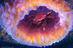 Decorator Crab of the family Majidae  finds refuge in an Iridescent Glassy Sponge - Jackson Bay,  Little Cayman Island 