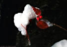 Snow, ice droplet, and Low Bush Cranberry, Vermilion Lakes, Banff National Park.