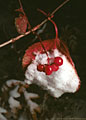 Low Bush Cranberry and Snow, Lakeside Trail, Second Vermilion Lake, Banff National Park.