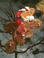 Wild rose and snow, Lakeshore Trail, Vermilion Lakes, Banff National Park.