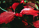 Low bush cranberries in fall colors, Lakeside Trail, Emerald Lake, Yoho National Park.