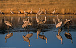Group of Sandhill Cranes reflected in the still water.