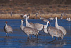 A Sandhill Crane carefully picks its way in a frozen pond.