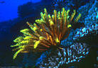 A bright brown and gold Crinoid on Hard Coral in the shallow water above a dropoff.   