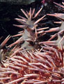 Small Blenny(?) on a Crown of Thorns Starfish.