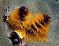 Brightly colored Christmas Tree Worm, Astrolabe Reef, Kadavu, Fiji