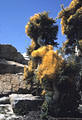 Love vine or Cuscutia colors the Elephant Trees along arroyo de San Fransiscito, Baja California.