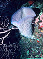 Caribbean pink vase sponge with a Deep Water Gorgonian  -  South Coast, Grand Cayman Island