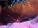 A Pink Vase Sponge and a brown Chicken Liver Sponge provide refuge for an Arrow Crab and Brittle Stars. - Jackson Bay, Little Cayman Island