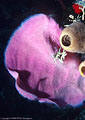 The Caribbean Pink Vase sponge (Dasychalina cyathina) here little resembles a vase.  In Jackson Bay, the predominate flow of the current sometimes gives rise to this "open" form.