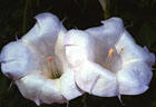 Datura blossoms from the upper Aguirre Springs Access Road.