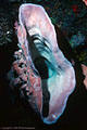 A large deep-water Xestosponge on an exposed wall  - Bloody BayWall , Little Cayman Island. 