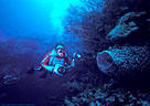 Scuba Diver, Deep Water Gorgonians, and large Barrel Sponge, Morat Island, Bay Islands, Honduras