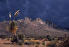 Mammalata clouds and old Elata Yucca, western foothills of Organ Mountains.