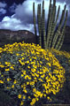 Clump of yellow brittlebush and organ pipe cactus, Ajo Mountain Drive