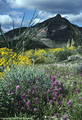 Palo verde trees in blossom, and a natural arch, Ajo Mountain Drive