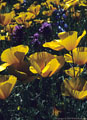 Mexican poppies and owl clover, Puerto Blanco Drive, Organ Pipe National Monument, Arizona