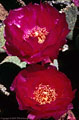 Beavertail Cactus blossoms, Squaw Canyon, Kofa National Wildlife Refuge, Arizona