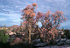 Lifting fog and blossoming Elephant Trees at Catavia Mesa.