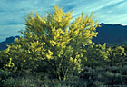 Blooming palo verde tree near the Superstition Wilderness Area, Arizona