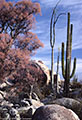 Blooming Elephant Tree, with Cardon and Cirio, Catavia Mesa.