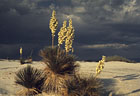 Soap Tree Yuccas bloom under threatning skies, White Sands National Monument, New Mexico
