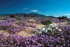 Sand Verbena and Desert Primrose at the Mohawk Sand Dunes, western Arizona