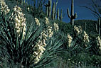 Arizona yuccas and saguaros on the Apache Trail 