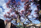 Such thick, tapering branches give the Elephant Tree its name.