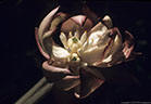 Mutant flower of the Yucca whipplei, near La Turquesa