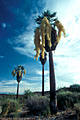 A fortunate El Nio year indeed, when Baja California's Blue Palms bloom. 