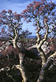 Morning light and Elephant Trees, Catavia Mesa.